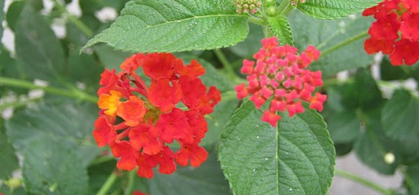 Floricoltura L'Abate Cinisello Balsamo