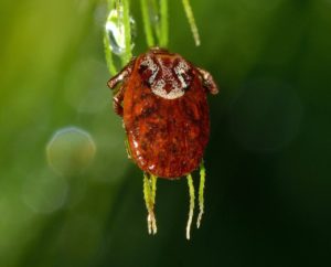 Come eliminare gli acari tetranichidi dalle piante  