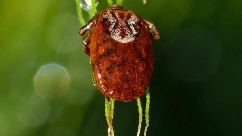 Come eliminare gli acari tetranichidi dalle piante  