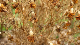 Come eliminare i funghi dalle piante (Botrytis cinerea)  