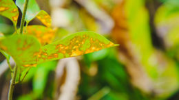 Come eliminare la mosca bianca dalle piante