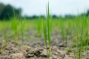 Come eliminare la muffa dalle piante  